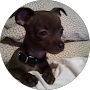 Shelley Singer Icon