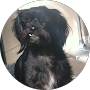 Wee Claire Icon